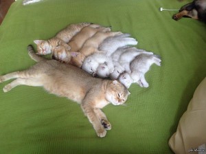 фотография кошечек